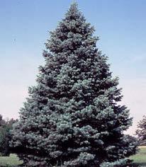 Evergreen s (Coniferous) Needle Dense symmetrical habit and dark green colour Balsam Fir Abies balsamea B, N, R 10-15m Ht. 3-6m W.