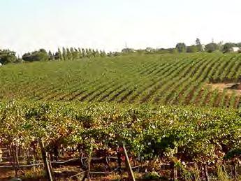Muscat, Grenache Noir, Barbera. All planting since 1992 has been with resistant root stock. Equipment may convey. The towns of Sutter Creek and Jackson are 2 and 5 miles from the winery.