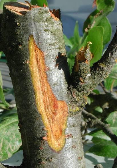areas on the branch where bark has been