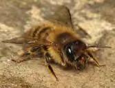Historically common, but now possibly in decline Osmia