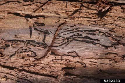 If you notice meandering beetle galleries or a dark brown stain in the phloem, the tree is suspect.