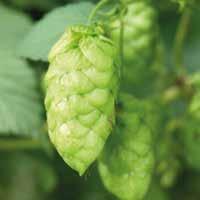 Herkules Europe Orange Melissa Honeydew melon Lemon Pepper The Herkules cultivar bred at the Huell hop research institute is aptly named after the mighty Greek hero Hercules.
