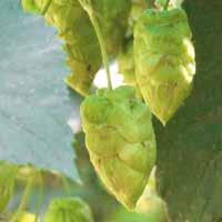Citra America Citra is an aroma hop variety with a promising future. Developed by the hopbreeding company LLC, it has unique and captivating flavour characteristics. Citra brand HBC cv.