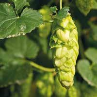 Topaz Topaz was originally selected as a seedless high alpha-acid hop for the production of extract, but recent work has shown it to have excellent flavour potential.