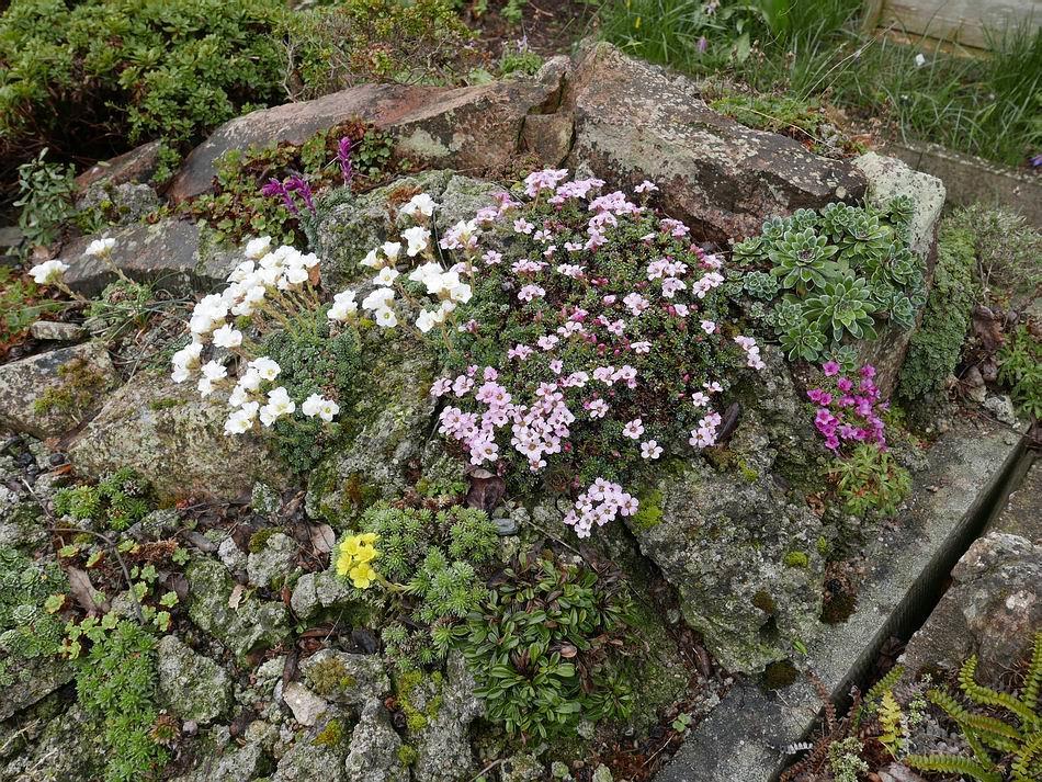 In the garden early alpines such as the
