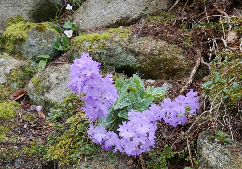 Primula marginata This form has a frilly flower plus if you look in