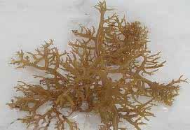 Seaweed farming Why Kappaphycus farming High return on investment Demand for seaweeds is high in the local and international markets Culture period could be as short as 45 days under optimal