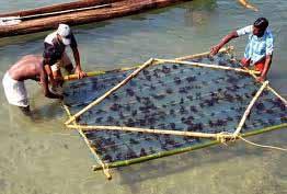 and a profitable one Conclusion Seaweed farming based primarily on the culture of Kappaphycus species has grown significantly in the Philippines and Indonesia over the last two decades, with growth