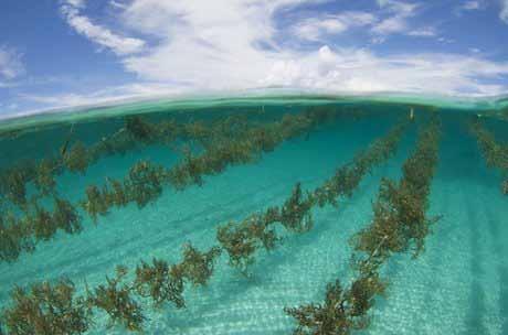 Unlike other forms of aquaculture, seaweed farming foregoes the use of feed and fertilizers and has minimum technological and capital requirements.