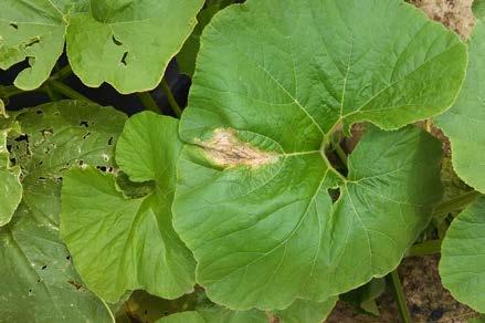 Phytophthora Blight Symptoms Phytophthora blight symptoms may be observed on all above-ground parts of a cucurbit plant. On pumpkins and squash, lesions readily form on foliage and fruit.
