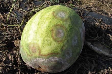 ) Lesions on pumpkin and squash leaves often start out light green and sunken, changing to brown and irregularly shaped (Figure 1).