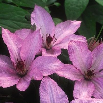 H. F. YOUNG CLEMATIS Clematis H. F. Young Ht. 7-9 Wd.
