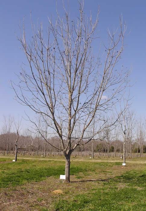 Zinner Adaptability Will scab, but less damage than Desirable, similar to Stuart. Black aphid damage similar to Stuart. Upright tree form. Type II (protogynous) pollination.