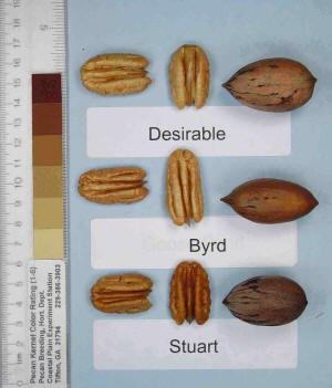 Byrd Nut Quality Large nut with a thin shell. About 10 days after Pawnee harvest. Large clusters at an early age.