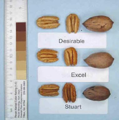 Excel Nut Quality Very thick shell limits % kernel. Excellent kernel color. Good size.