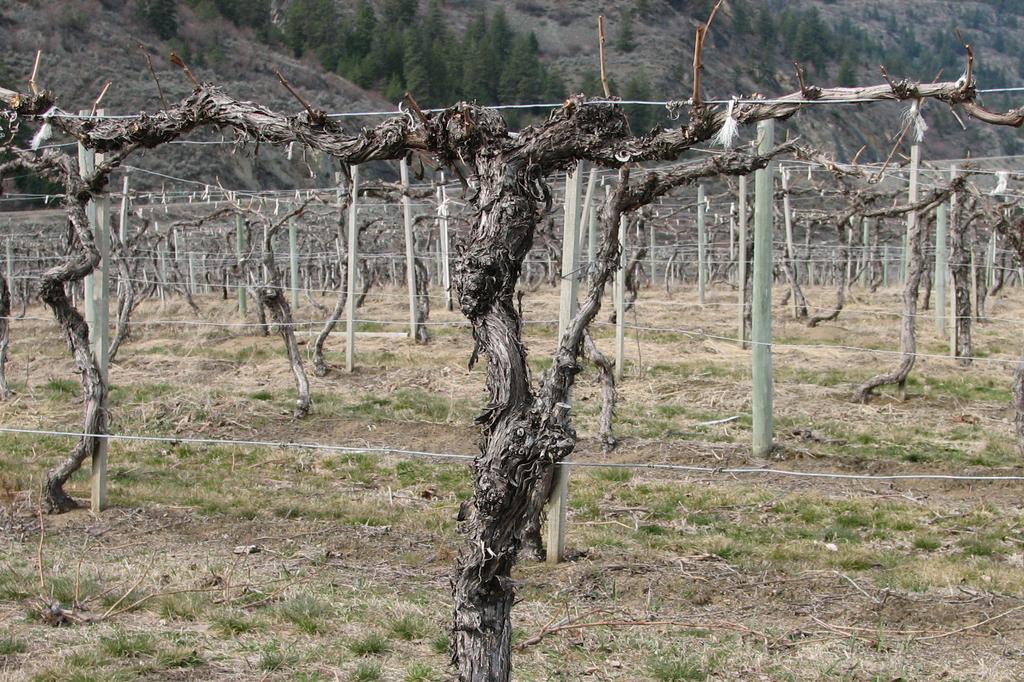 Quails Gate Vineyard Owned & Operated by Quails Gate Old Vines Vineyard (Osoyoos) Approximately 1,500 degree days Osoyoos is considered to be a Desert climate with only 300 mm of precipitation