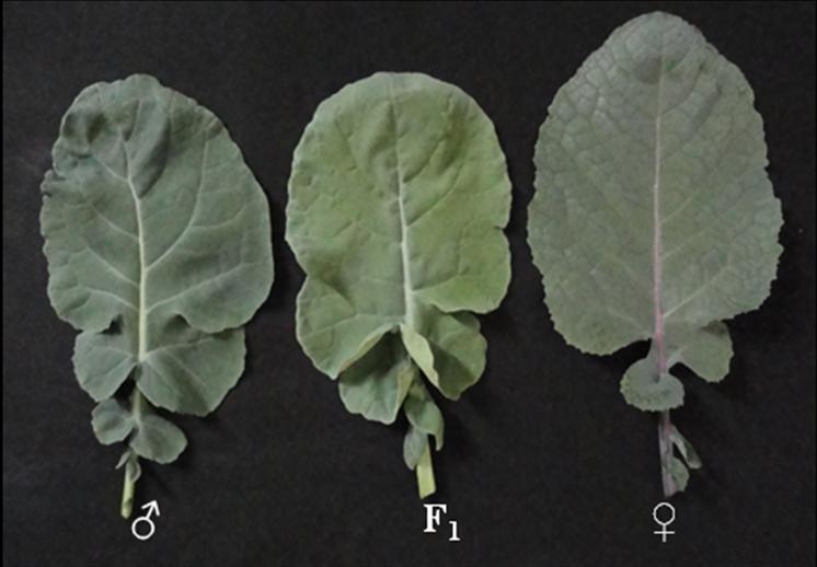 Fig 4.1 Leaf of Brassica napus cv.