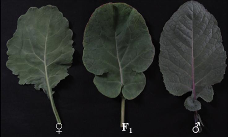 carinata ( parent, right) and the F 1 hybrid (centre) Fig.