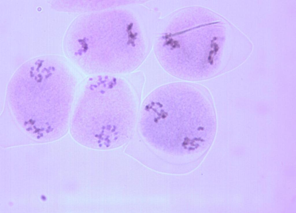 Fig. 4.8 First meiotic division in a BC 3 plant of B. carinata x B.