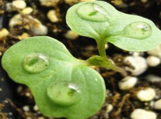 1 Inoculation of Brassica seedlings with Leptosphaeria maculans isolates.