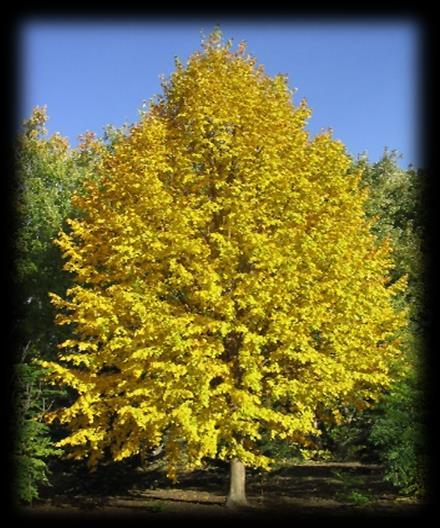 Large Trees: Harvest Gold Mongolian Linden Tilia mongolica Harvest Gold The Harvest Gold