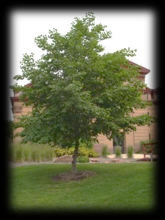 As the name would suggest the Variegated Norway Maple has a creamy white variegated light green color. There is no significant fall color.