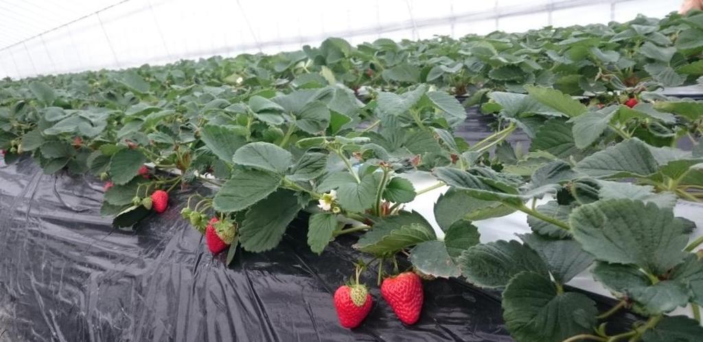 Kyo no Shizuku Ichigo Delicately grown & harvested Japanese strawberries With strict management standards within the strawberry farm, fertilizers are added daily, quality of