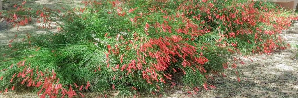 Perennial Shrub: Russelia equisetiformis Size (H x W): 3-5 x 3-5 Blooms: Coral red, early spring through fall Hardiness Zone: 25 F, USDA Zone 9 Pruning: Late winter to early spring Coral Fountain