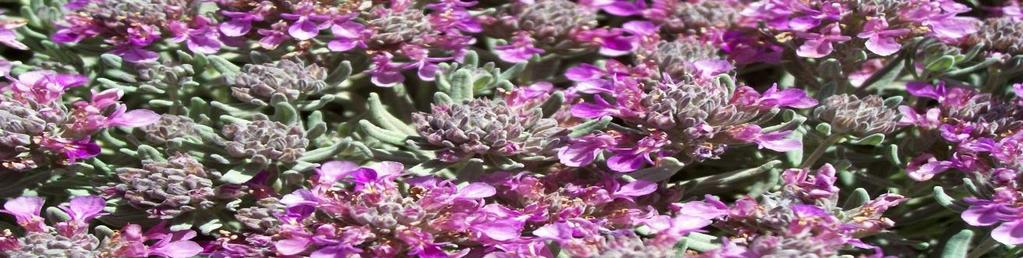 Evergreen Groundcover: Teucrium majoricum Mediterranean Carpet Size (H x W): 1 foot x 2-5 Blooms: Purple, spring through fall Hardiness Zone: -10 F, USDA Zone 5 Pruning: Early spring Mediterranean