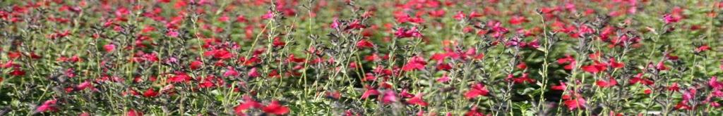 Evergreen Shrub: Salvia x greggii Red Velvet Size (H x W): 2 3 x 3 Blooms: Deep Red, spring