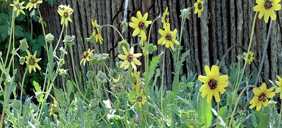 Perennial: Berlandiera lyrata Size (H x W): 1-2 x 1-2 Blooms: Yellow in early spring to