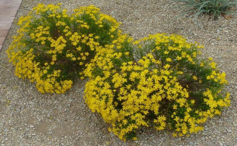 Evergreen Shrub: Chrysactinia mexicana Size (H x W): 1-2 x 1-2 Blooms: Yellow, spring to