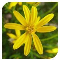 Daisy Damianita Daisy is best loved for its spring transformation into a rounded mass of
