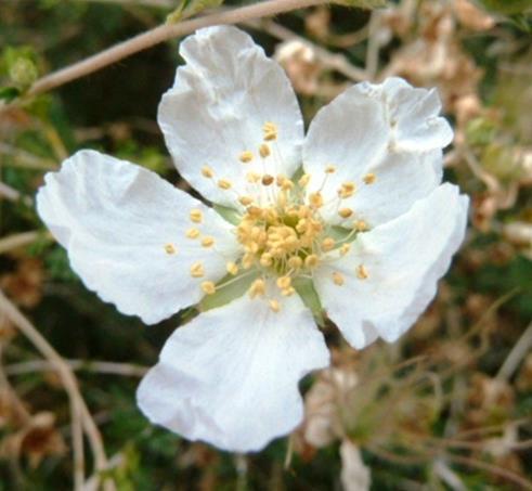 Evergreen Shrub: Fallugia paradoxa Size (H x W): 4-6 x 4-6 Blooms: White, spring and summer Hardiness Zone: