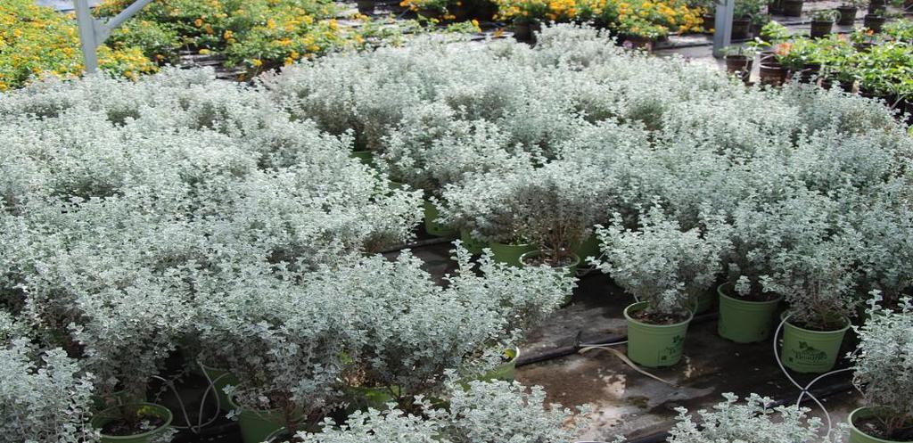 7 Pruning: Spring Blue Ranger is the smallest of a group of plants known