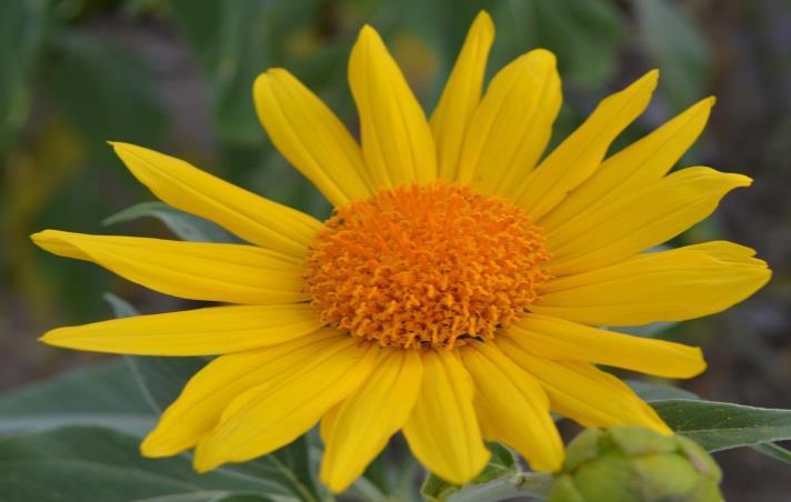 Perennial Shrub: Tithonia fruticosa Goldylocks Size (H x W): 9-12 x 9-12 Blooms: Yellow, spring to first frost Hardiness Zone: 15 F, USDA Zone 8 Water: Moderate Pruning: