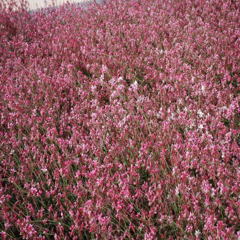 spring Pink Cloud Gaura Pink Cloud Gaura is a prolific bloomer, able to provide a