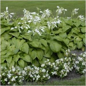 40 - Shade or Part Shade A large hosta with shiny, light green leaves.