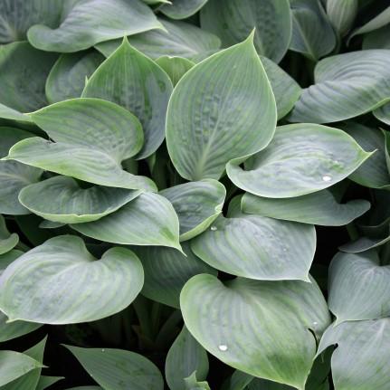 24 - Shade or Part Shade This unique hosta is grown more for its clusters of showy dark purple, white striped
