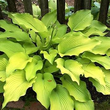 30 - Part Shade - Some Sun A medium-sized hosta with dark green, white-margined leaves.