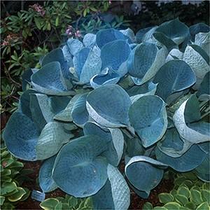 Hosta of the Year for 2014. Slug resistant (#4916 - #1 cont.