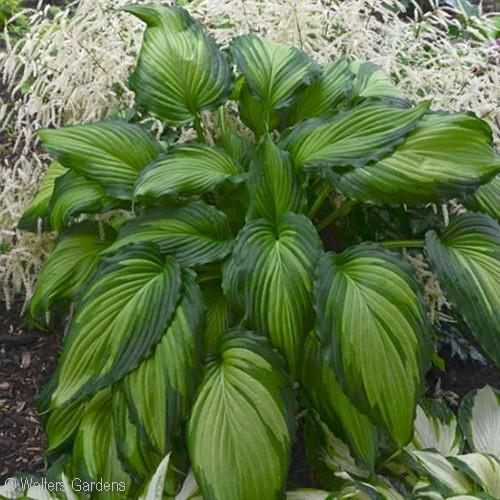 38 - Full or Part Shade Cascading green leaves have white centers with a lighter green area between the