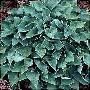 38 - Shade or Part Shade Heart-shaped, blue-green leaves form a mound 15 x38.