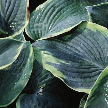32 - Shade or Part Shade Corrugated, blue-green leaves have irregular yellow margins that change to creamy white in summer.