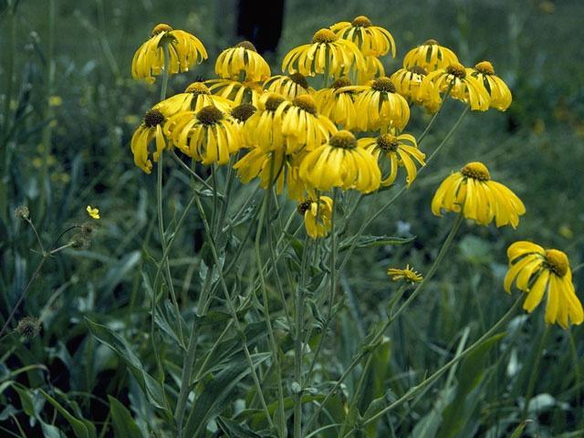 Rudbeckia laciniata (Cutleaf Coneflower) Height: 4 to 6 feet Spacing: 12 inches Exposure: Sun Bloom: Bright yellow Bloom Time: Mid-summer ph: 6 to 7 Wildlife: Attractive to bees and butterflies