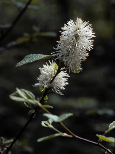Fothergilla major (Mountain Witchalder) Height: 4 to 8 Planting Distance: 6 to 8 feet