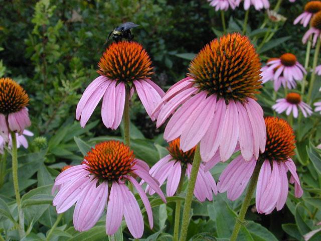 hinacea purpurea (Purple Coneflower) Height: 2 to 3 feet Spacing: About 2 feet Exposure: Full sun to part shade Bloom: Purple to reddish Bloom Time: Mid-summer into the fall ph: 6.5 to 8.