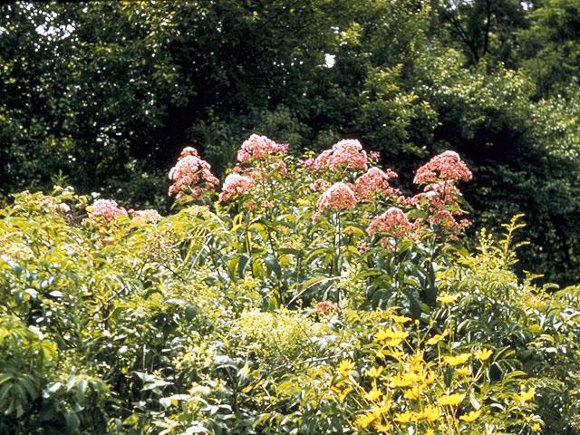 Eupatorium purpureum (Joe Pye Weed) Height: 6 to 8 feet Spacing: 3 to 4 feet Exposure: Sun to part shade Bloom: Pink to purple Bloom Time: Late summer to early