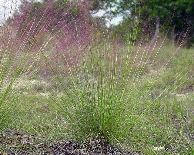 Muhlenbergia capillaris (Muhly Grass ) Height: 2 to 3 feet Spacing: 2 feet Exposure: Sun to part shade Seed head: Rose to magenta; gives a misty appearance ph: 5.5-6.