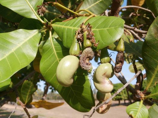 Cassava Cashew Grow a range of